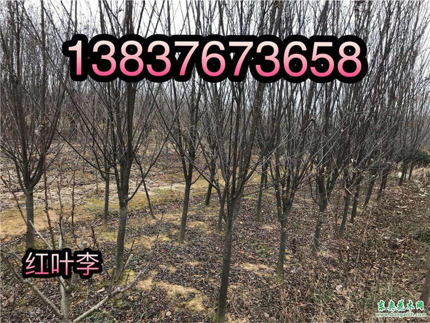  ӭrֱNr