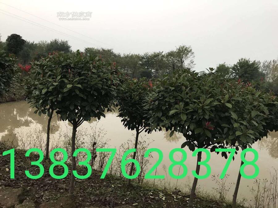 4ޱֱN