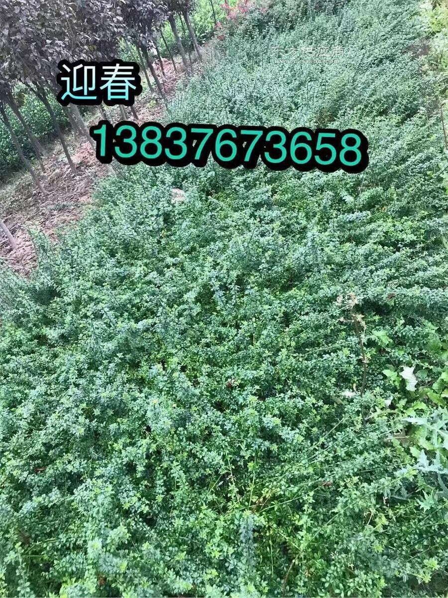 ̎ӭl