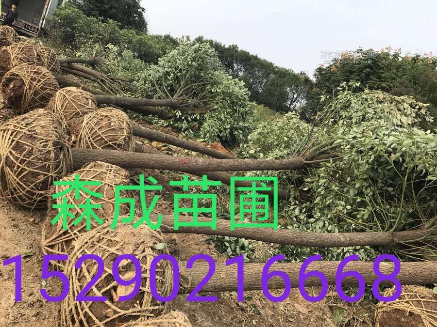 괨Sl