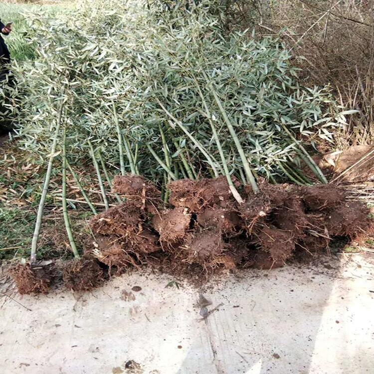 㽭1׹ڼt~ʯ  5ޱGľr