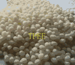 TPEE  Hytrel   DYM350 
