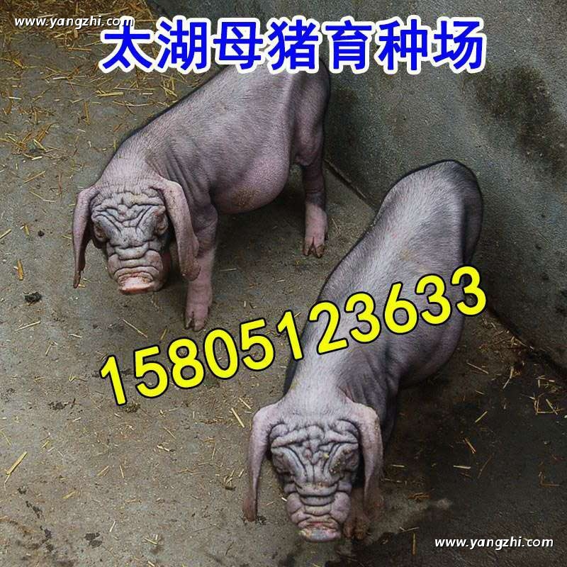 u̫i